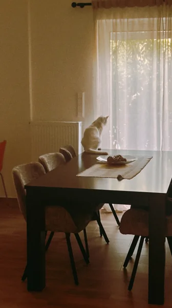 the cat